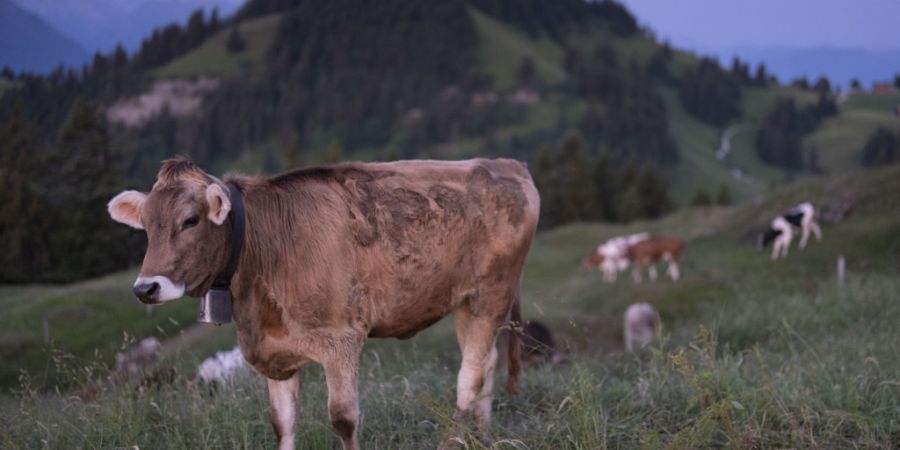 Auch in der Schweiz sind Kühe erkrankt. Ob am selben Virus, ist bislang nicht bekannt. (Symbolbild)