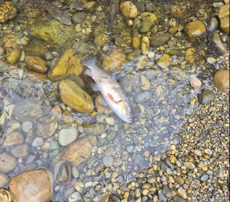 Das Fischsterben in der Emme ist keineswegs ein Einzelfall.