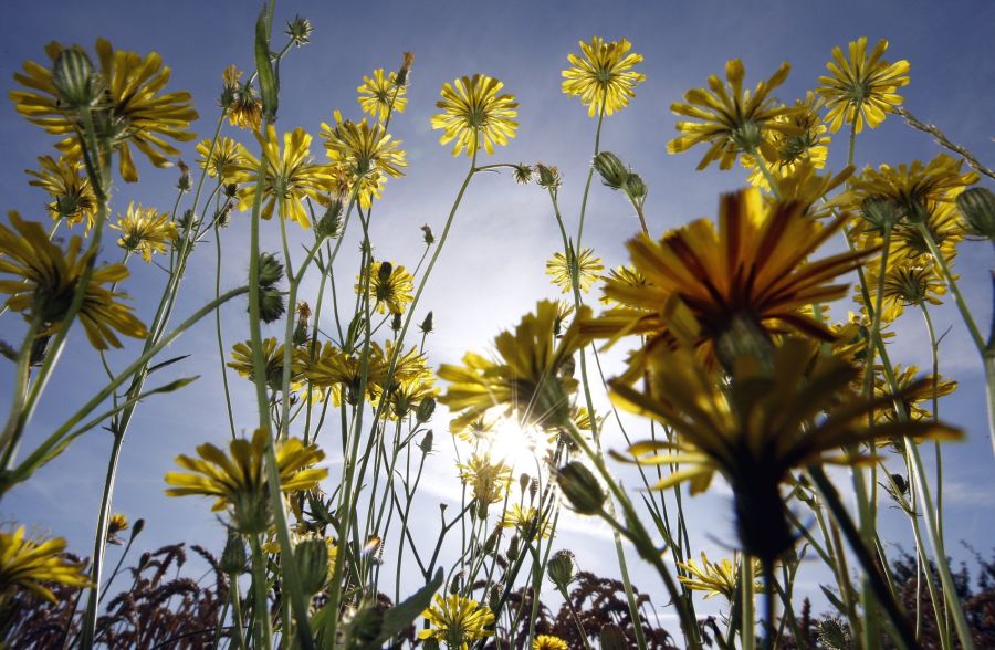 Nicht nur die Lufttemperaturen brechen im Sommer 2026 Rekorde.