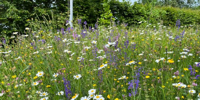 Blumenwiese