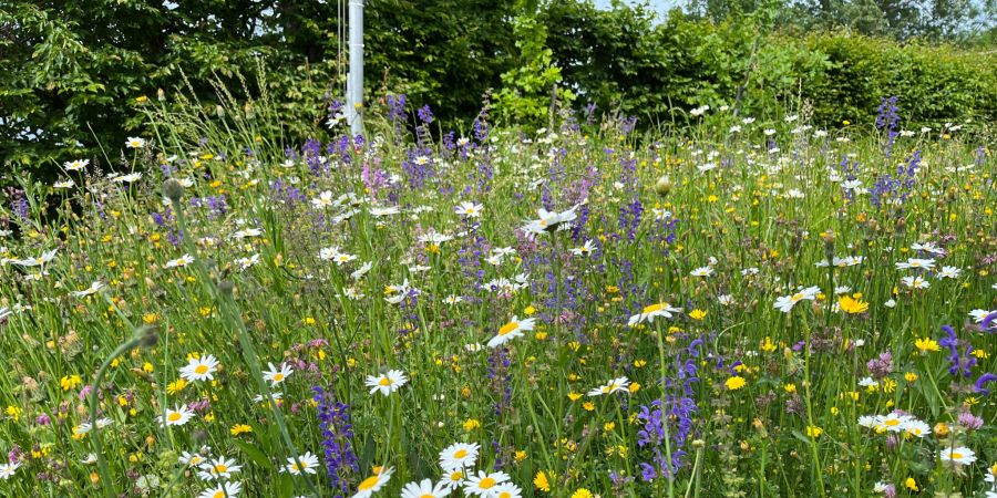 Blumenwiese