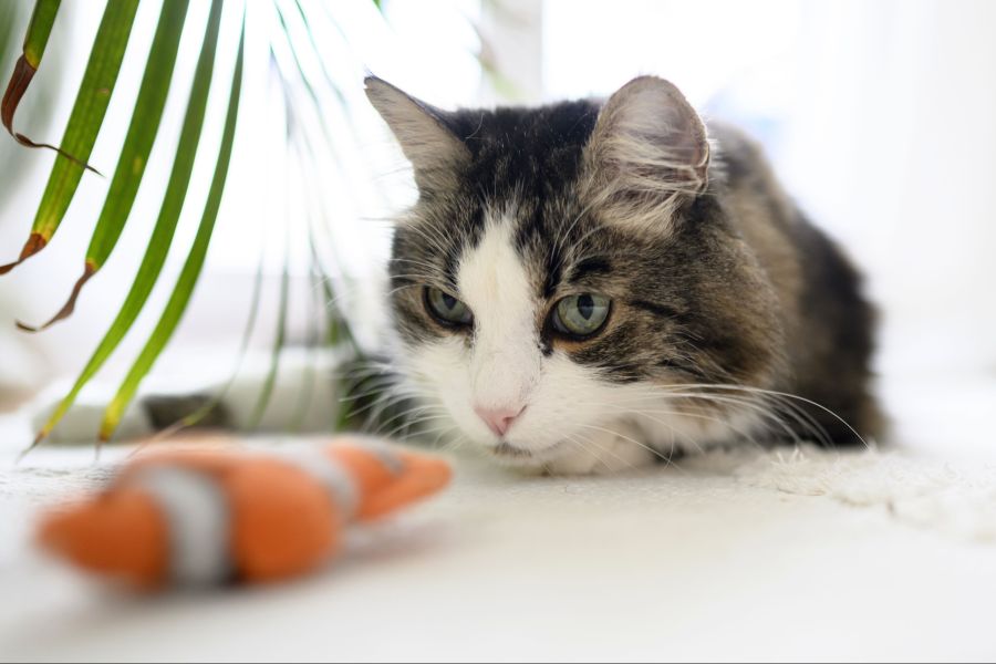 eine katze