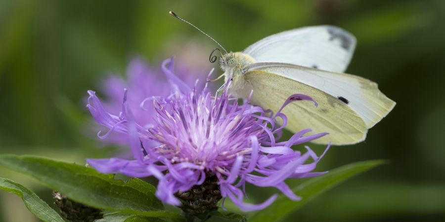 Schmetterling