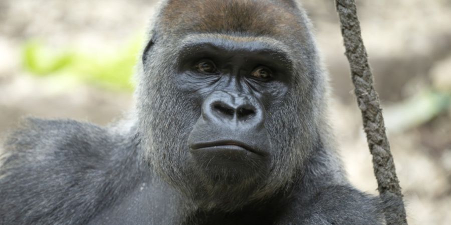 Im Zoo Basel sind innert kurzer Zeit zwei Gorillas zu Tode gekommen. Bei beiden Fällen war der 14-jährige Silberrücken Yeba involviert. (Archivbild)