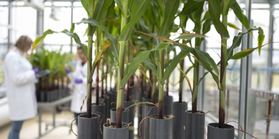 Syngenta hat im ersten Halbjahr 2026 den Betriebsgewinn bei etwas tieferen Umsatz leicht verbessert. Der Agrochemiekonzern hat das Geschäft auf ertragsstärkere Bereiche fokussiert. (A...