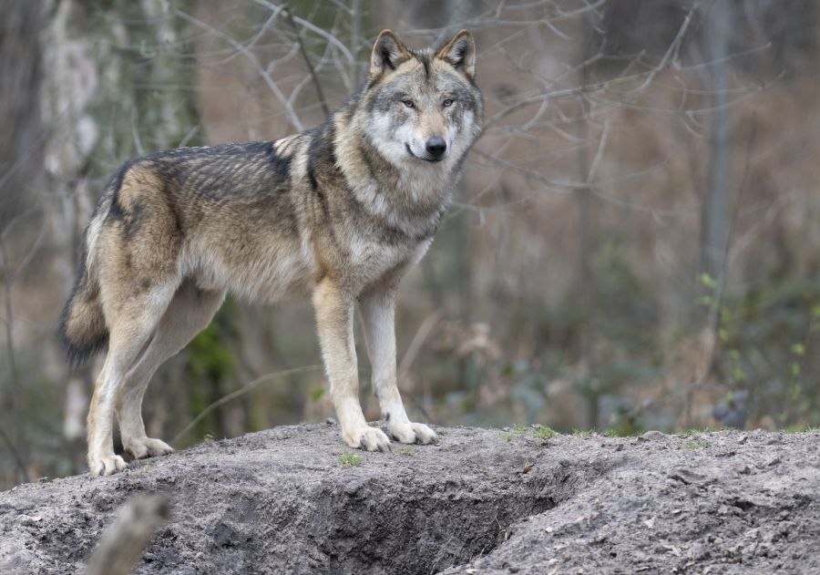Wölfe reagieren stark auf fremden Wolfsurin.