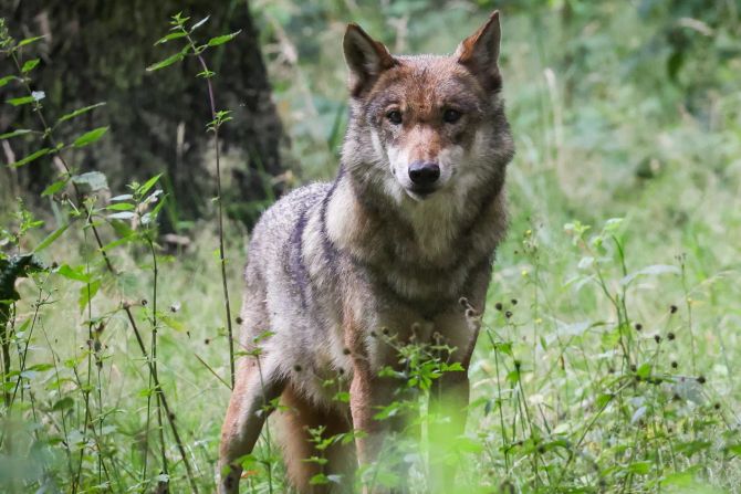 Wolf