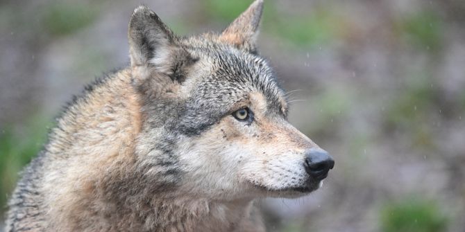 Wolf