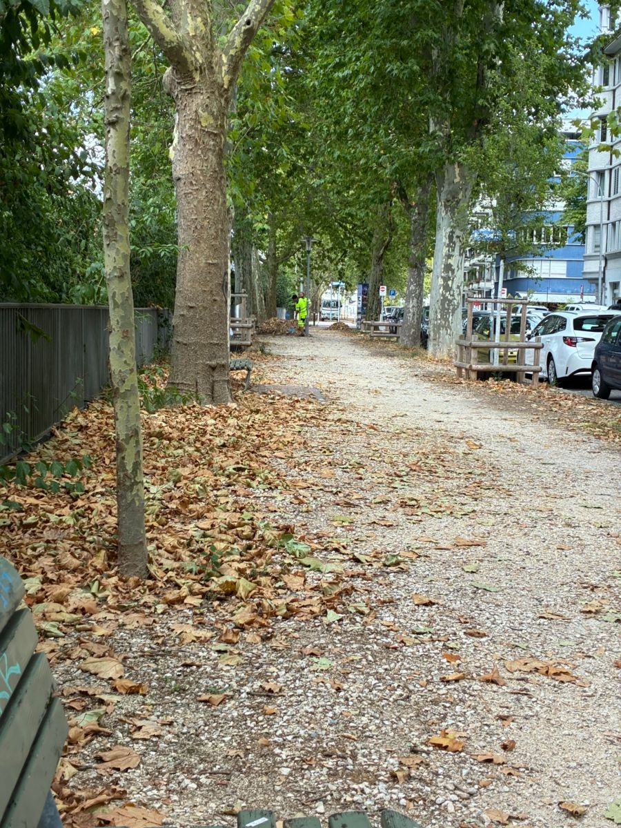 Je nach Art reagieren Bäume laut der Mediensprecherin der Stadt Zürich mit welken oder vertrockneten Blättern oder werfen einen Teil ihres Laubs frühzeitig ab.