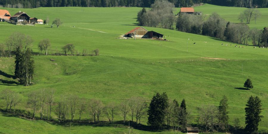 In Vaulruz im Kanton Freiburg sind grosse Mengen an Milch in einen Bach gelangt. (Symbolbild)