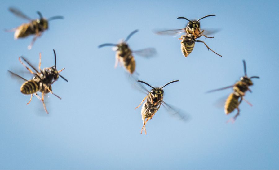 Insektenexperte Hannes Baur relativiert dennoch: Die Populationsgrösse schwanke von Jahr zu Jahr stark.
