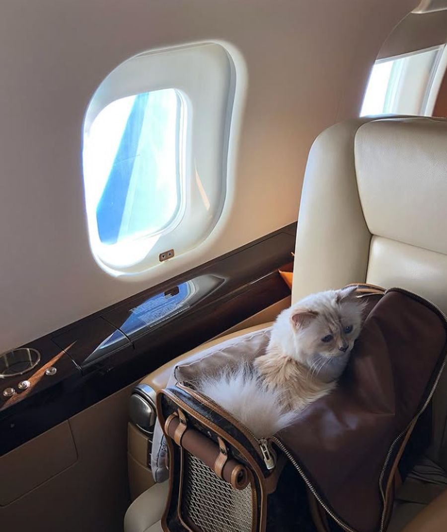 Im Privatjet unterwegs? Keine Seltenheit für das Büsi.