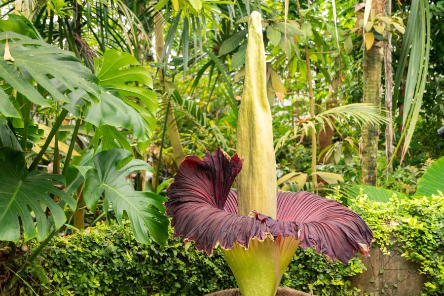 amorphophallus titanium Stinklilie