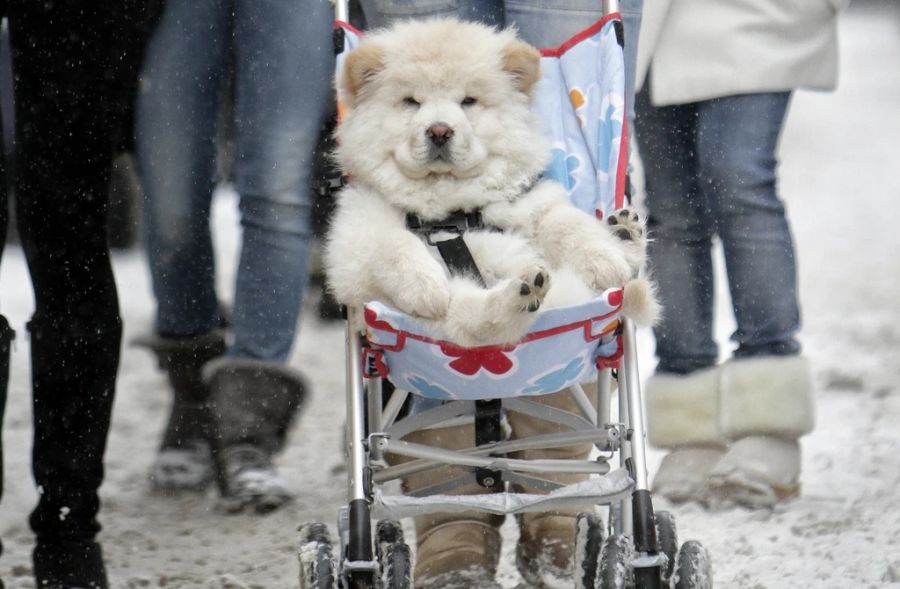 Aktuell sollen in Südkorea mehr Kinderwagen für Hunde statt für Kinder verkauft werden. (Symbolbild)