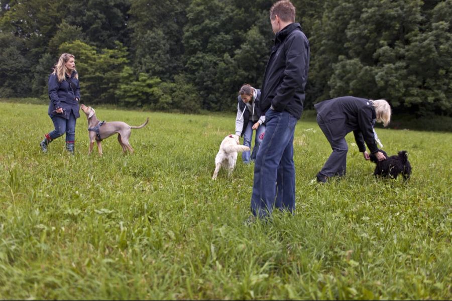 Die Zürcher Nationalrätin beauftragt den Bundesrat, einen eidgenössischen Sachkundenachweis für Hundehalter einzuführen.