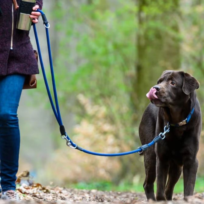 Baselland Hundekurs Pflicht