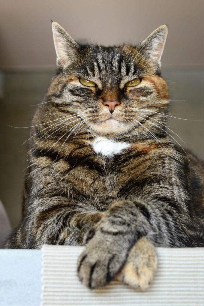 Im Katzenfutter von Aldi fand ein Halter bloss Sauce und kein Fleisch. (Symbolbild) katzenfutter