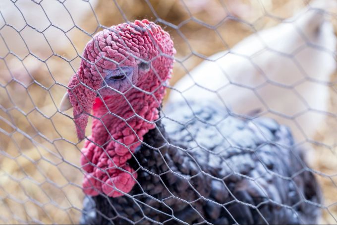 Tierschutz: Pro Betrieb dürfen nicht mehr als 4 000 Truthähne gehalten werden. Truthahn