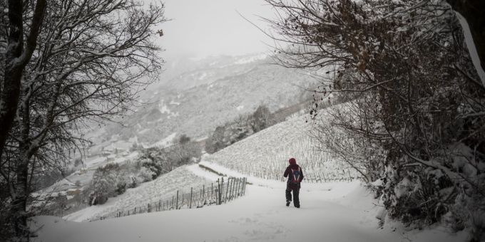 Ein junger Mann stapft durch den Schnee auf einem Rebenweg, am Montag, 23. Dezember 2024 bei Chermignon-d'en-Bas in Crans-Montana VS. (Symbolbild) wetterjahr