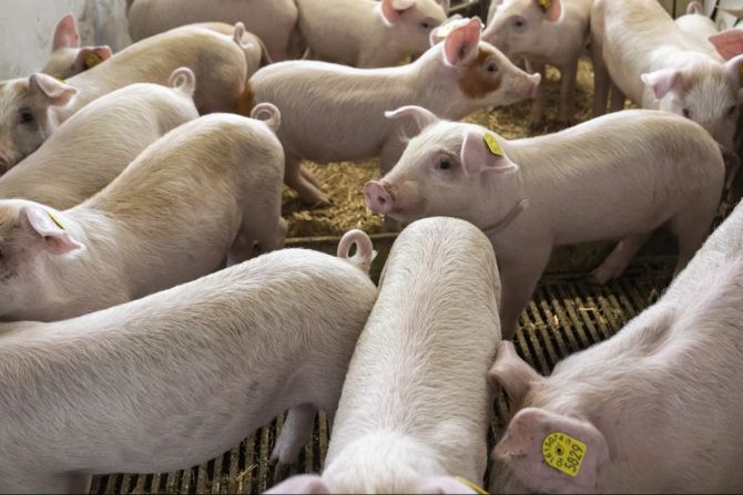 Schweine