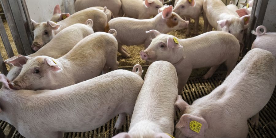 Schweine
