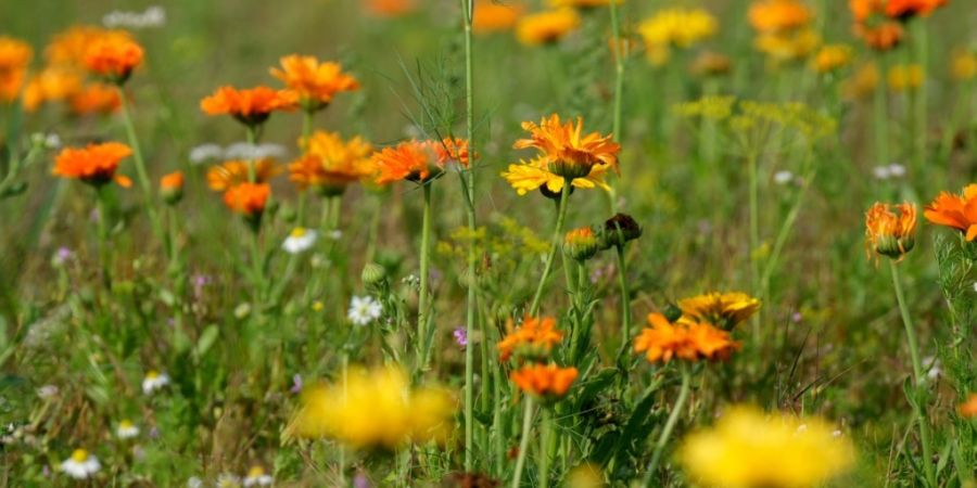 Für die Förderung der Biodiversität könnte es künftig mehr Mittel geben. Die Regierung will allerdings sparen. (Archivbild)