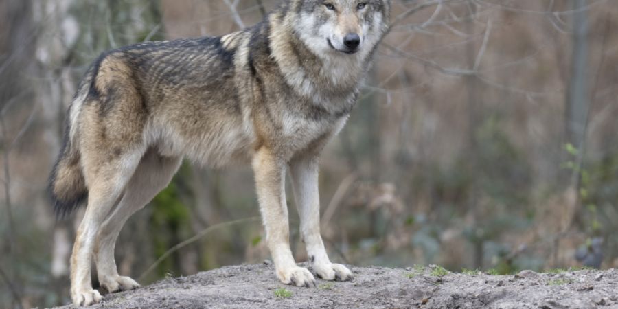 Der sprunghafte Anstieg der Genehmigungen ist auf eine Änderung der Jagdverordnung und auf eine Zunahme der Rudel zurückzuführen. (Archivbild)