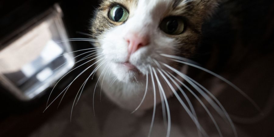 Unbekannte Katzen lässt die KI-Klappe draussen stehen. (Symbolbild)