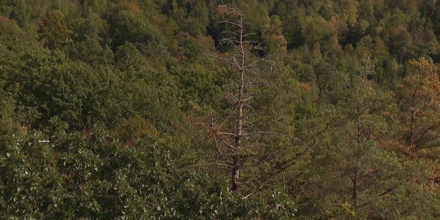Wälder