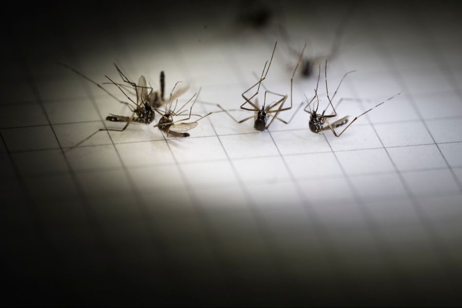 Ein Biss einer solchen Spinne sei harmlos. Dringt die Spinne damit bis unter die Haut, ist er vergleichbar mit einem Mückenstich.