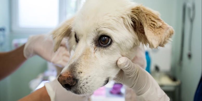 Sowohl Hunde als auch Katzen und andere Haustiere verspüren Ängste vor und während des Tierarzttermins.