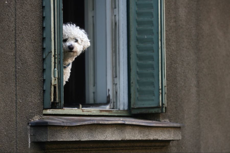 Hund bei offenem Fenster