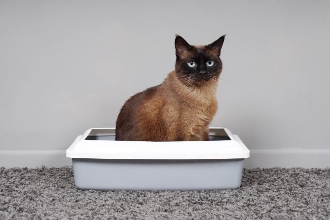 Der tierische Mitbewohner braucht einen festen Platz, um sein Geschäft verrichten zu können. Katze im Katzenklo