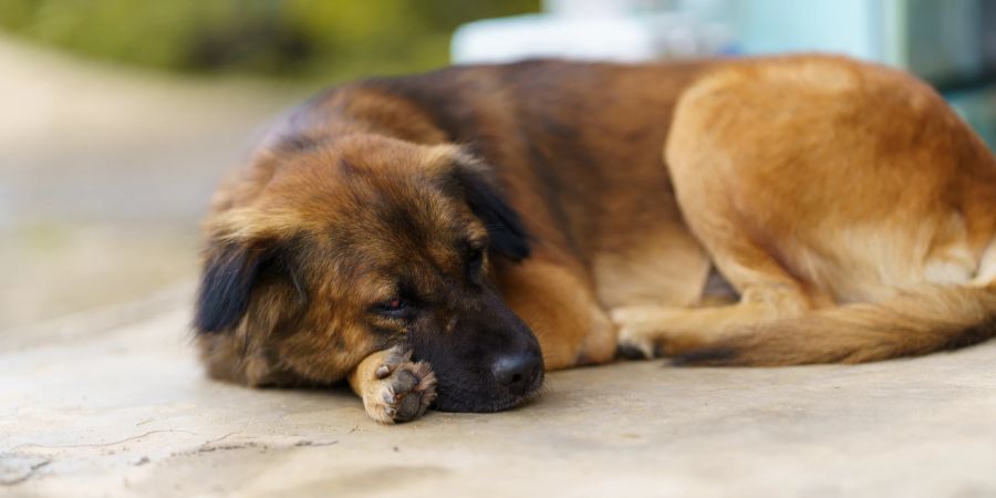 Hund auf Boden