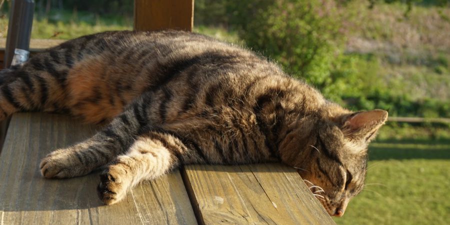 Katze liegt im Freien