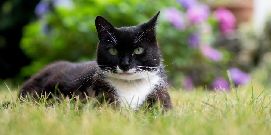 Der Tierschutzbund erneuert seine Forderung nach einer bundesweiten Kastrationspflicht für Freigängerkatzen.