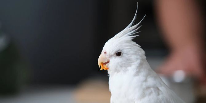 Albino-Nymphensittich Futter Schnabel