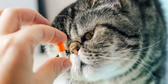 Katze begutachtet Medikament, Kapsel