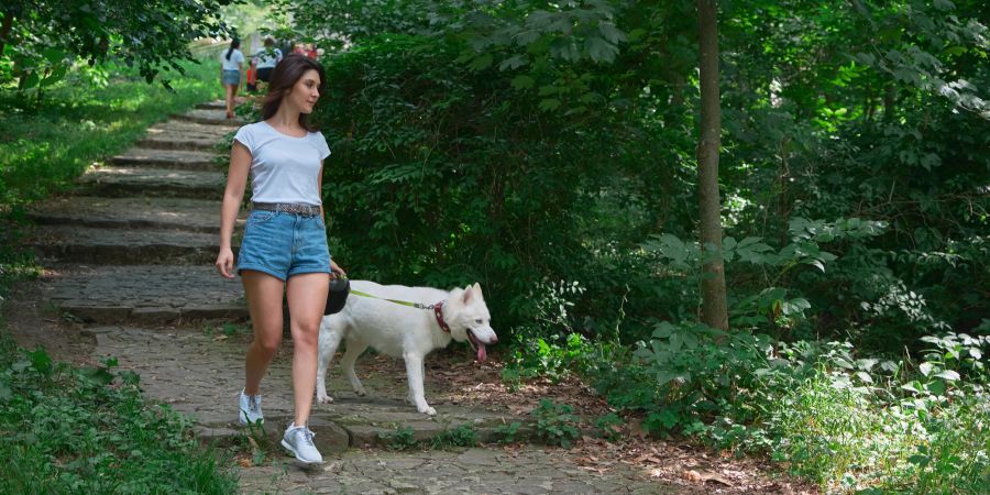 Frau Hund Wald Leine