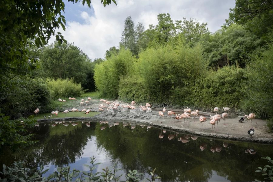 ... oder den Flamingos im Zoo Zürich beim Balztanz zusehen.