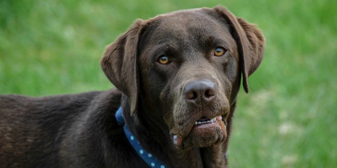 hund labrador