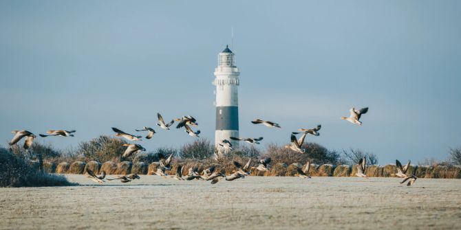 Sylt Leuchtturm Gänse Hurrikan