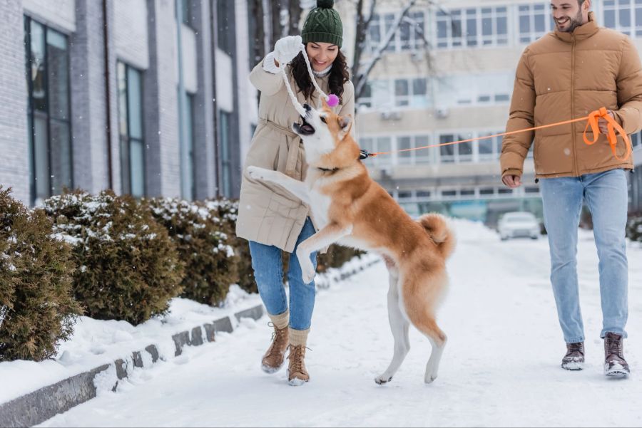 Hund, Spaziergang im Winter