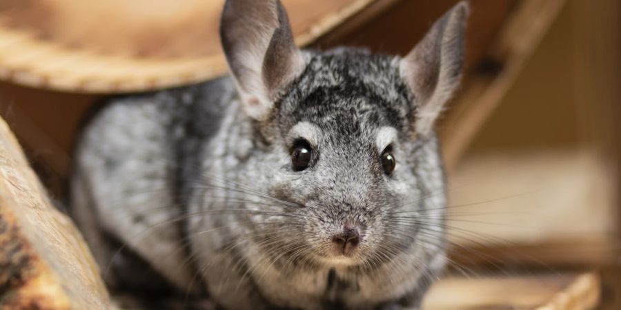 Chinchilla