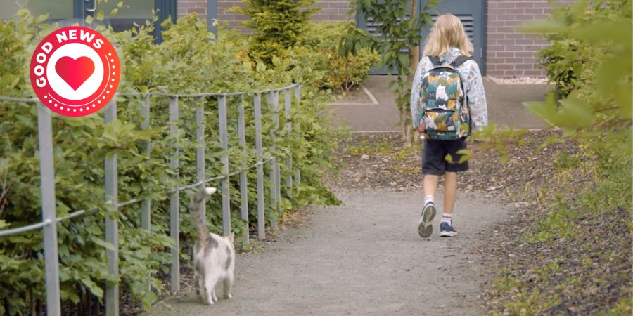 Katze Kiki