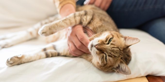 Schnelles Atmen oder auffälliges Röcheln bei der Katze sollte aufmerksam beobachtet werden, um im Notfall schnell zu handeln. Katze