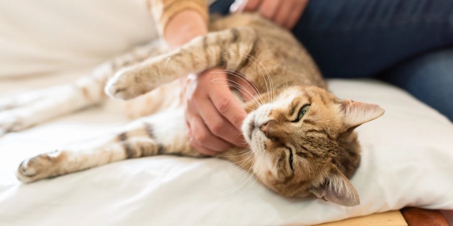 Katze