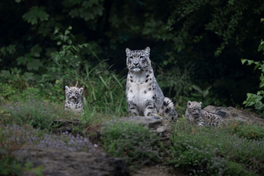 Schneeleoparden Zoo Zürich