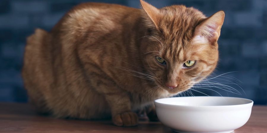 Katze, Futterschale