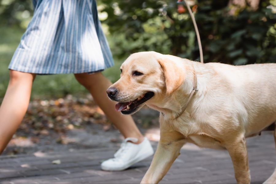 Hund und Frau beim Spazieren